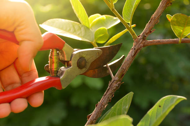 How Our Tree Care Process Works  in  Cullman, AL